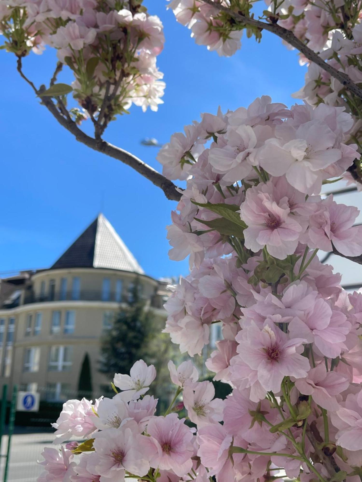메종 소피아 호텔 외부 사진 Cherry blossoms in the neighborhood